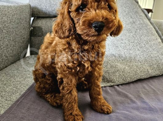 Tooy poodle cinsi yavrular Dişi erkek mevcuttur 