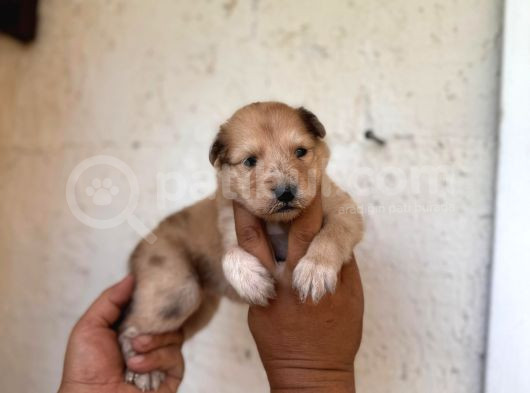 Dünyanın En Zeki Irkı Merle Border Collie Yavrularımız görsel
