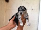 Dünyanın en Zeki ırkı merle border collie yavrularımız