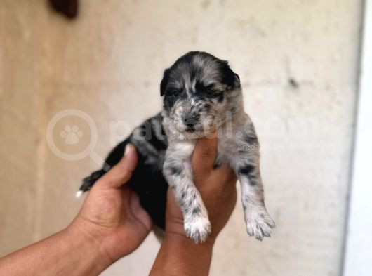 Dünyanın En Zeki Irkı Merle Border Collie Yavrularımız