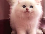 Show Kali̇te Bri̇ti̇sh Longhai̇r Yavrular
