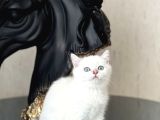 Okyanus Göz Rengi̇nde Bri̇ti̇sh Shorthai̇r Si̇lver Yavrum