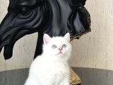 Okyanus Göz Rengi̇nde Bri̇ti̇sh Shorthai̇r Si̇lver Yavrum