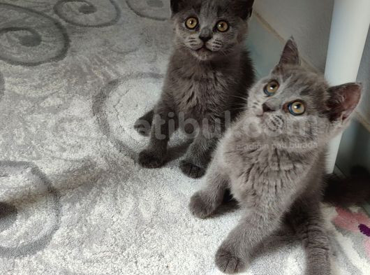 Yeni̇ Yuvasina Gi̇tmeye Hazir Ponçi̇kler