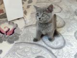 Yeni̇ Yuvasina Gi̇tmeye Hazir Ponçi̇kler