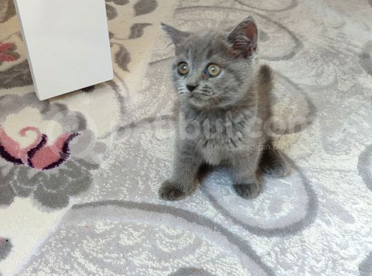 Yeni̇ Yuvasina Gi̇tmeye Hazir Ponçi̇kler görsel