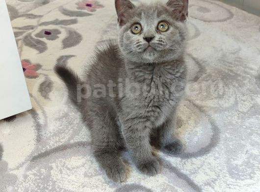 Yeni̇ Yuvasina Gi̇tmeye Hazir Ponçi̇kler görsel