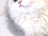 Show Kali̇te Bri̇ti̇sh Longhai̇r Yavrular