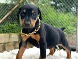 Hazır estetikli doberman yavrular