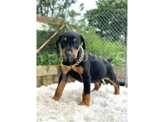 Hazır Estetikli Doberman Yavrular