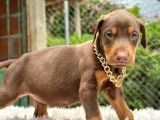 Hazır Estetikli Doberman Yavrular