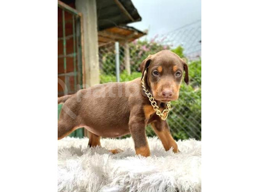 Hazır Estetikli Doberman Yavrular görsel