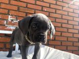 Kaliteli Cane Corso Blue Ve Black Yavrular