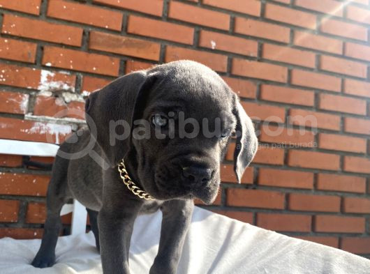 Kaliteli Cane Corso Blue Ve Black Yavrular görsel