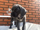 Kaliteli cane corso blue ve black yavrular