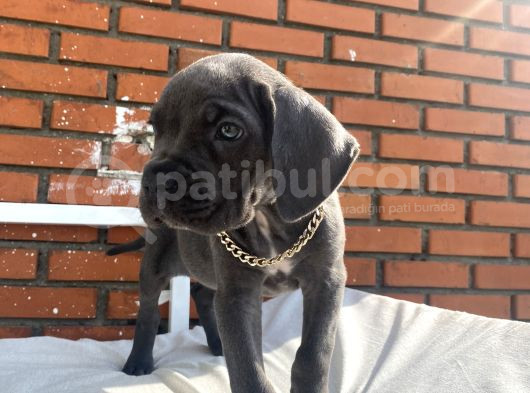 Kaliteli Cane Corso Blue Ve Black Yavrular