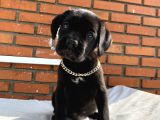 Kaliteli Cane Corso Blue Ve Black Yavrular