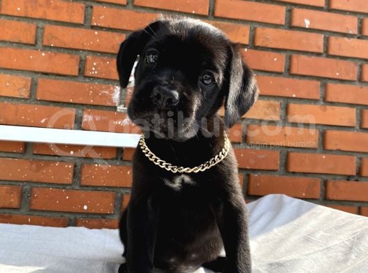 Kaliteli Cane Corso Blue Ve Black Yavrular görsel