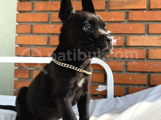 Kaliteli Cane Corso Blue Ve Black Yavrular görsel
