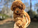 GÜZELLER GÜZELİ TOY POODLE YAVRULARI