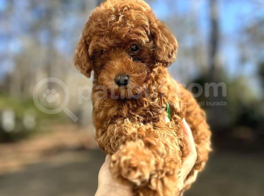 Güzeller Güzeli̇ Toy Poodle Yavrulari