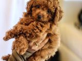 Güzeller Güzeli̇ Toy Poodle Yavrulari