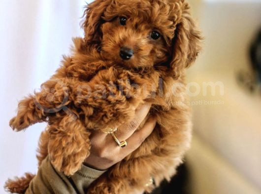 Güzeller Güzeli̇ Toy Poodle Yavrulari görsel
