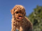 TOY POODLE BEBEKLER