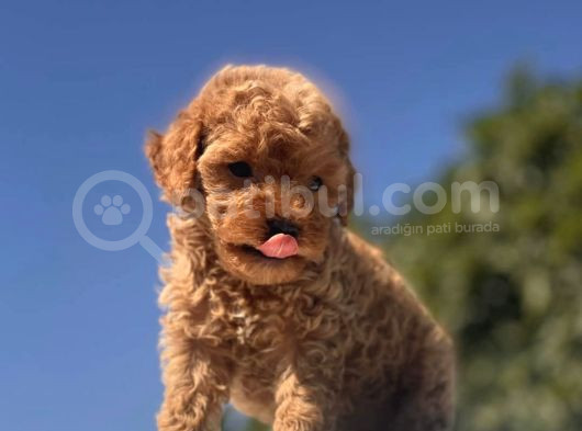 Toy Poodle Bebekler