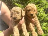 Toy Poodle Kardeşler