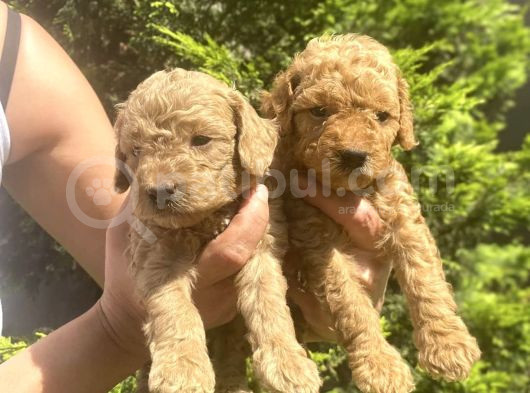 Toy Poodle Kardeşler
