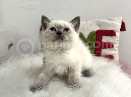 Blue Point Safkan Sağlıklı Oyuncu