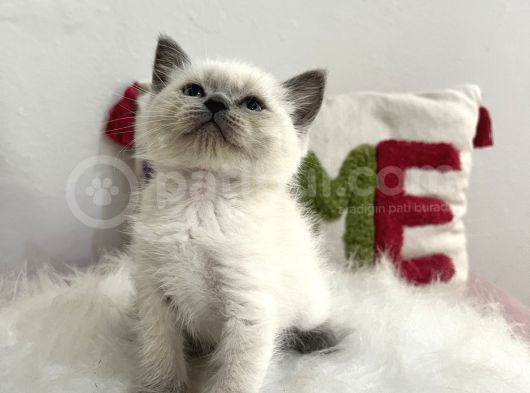 Blue Point Safkan Sağlıklı Oyuncu görsel