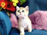 Lisanslı Üretim Evinden British Shorthair Golden