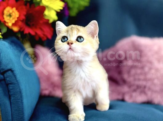 Lisanslı Üretim Evinden British Shorthair Golden görsel