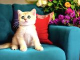 Lisanslı Üretim Evinden British Shorthair Golden