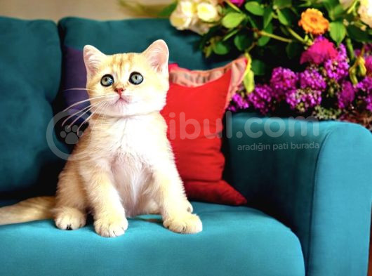 Lisanslı Üretim Evinden British Shorthair Golden görsel