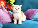 Lisanslı Üretim Evinden British Shorthair Golden