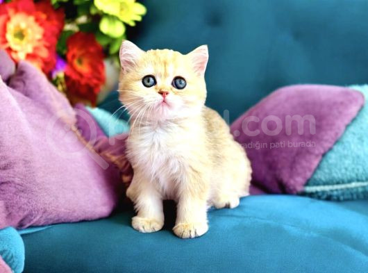 Lisanslı Üretim Evinden British Shorthair Golden görsel