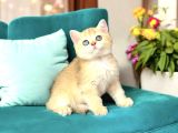 Lisanslı Üretim Evinden British Shorthair Golden