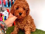 Tooy Poodle Cinsi Yavrular Dişi Erkek Mevcuttur 
