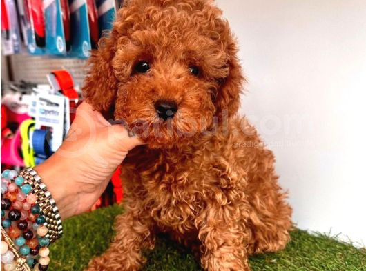 Tooy Poodle Cinsi Yavrular Dişi Erkek Mevcuttur  görsel