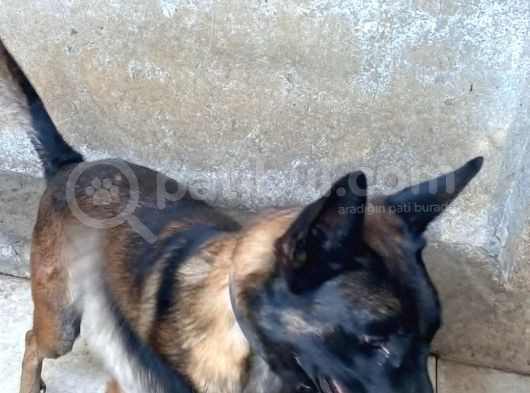 Belçika Kurdu Malinois Yavrularimiz 3 Günlük görsel