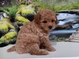 Çok Tatlı Uygun F2 Maltipoo Yavrusu