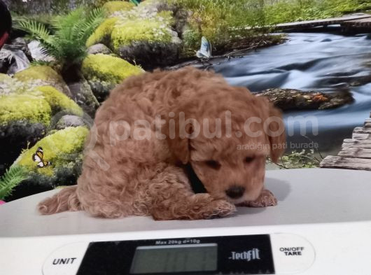Çok Tatlı Uygun F2 Maltipoo Yavrusu görsel