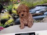 Çok Tatlı Uygun F2 Maltipoo Yavrusu