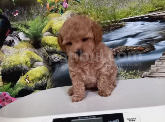 Çok Tatlı Uygun F2 Maltipoo Yavrusu