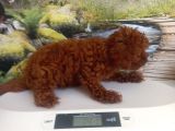 Çok Tatlı 5 Aylık Dişi Poodle