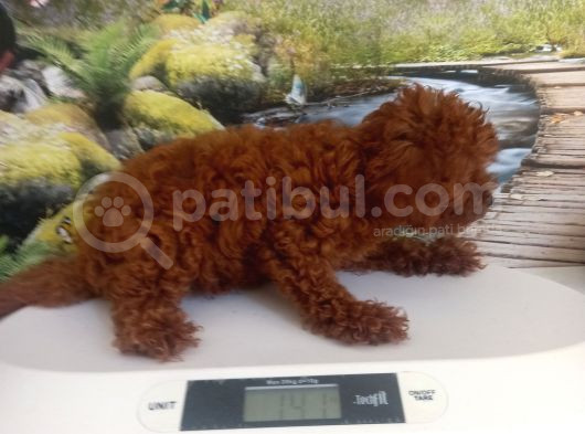 Çok Tatlı 5 Aylık Dişi Poodle görsel