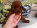Çok Tatlı 5 Aylık Dişi Poodle
